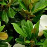 10 magnolios de follaje perenne
