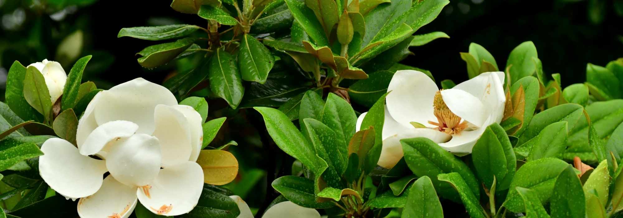 10 magnolios de follaje perenne