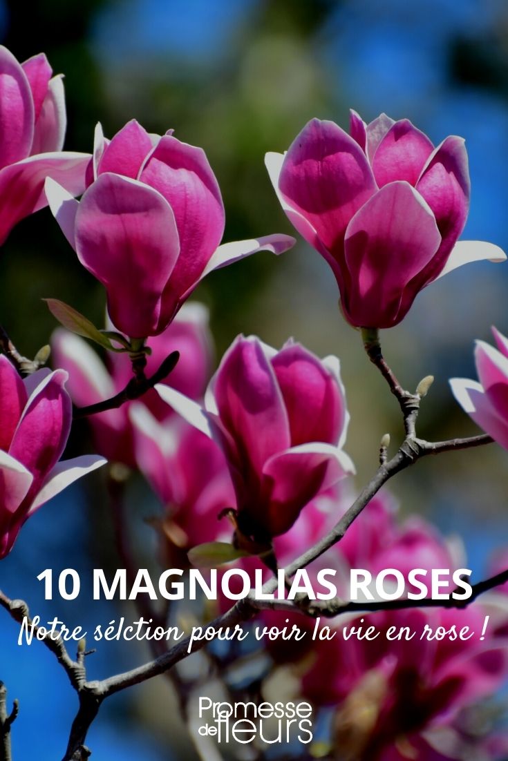 magnolia rosa