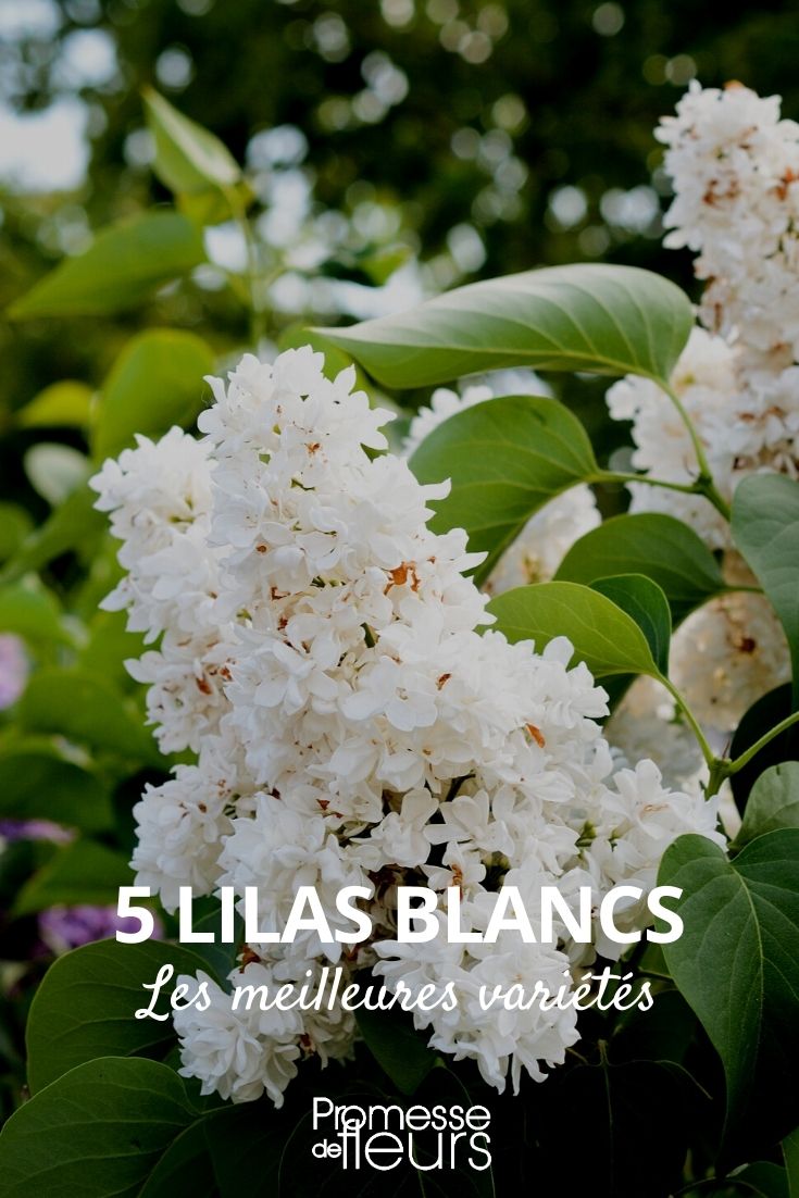 5 lilas blancos