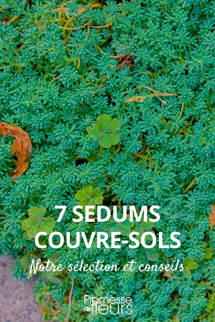 7 sedum tapizantes