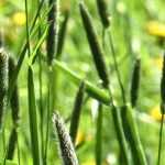 Alopecurus: plantación, cultivo, cuidados