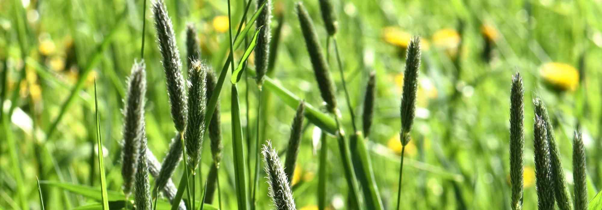 Alopecurus: plantación, cultivo, cuidados