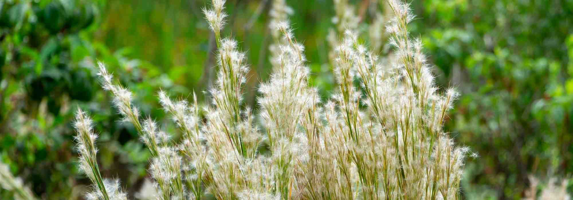 Andropogon: plantar, cultivar, cuidar