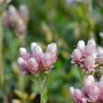 Antennaria: plantar, cultivar y cuidar
