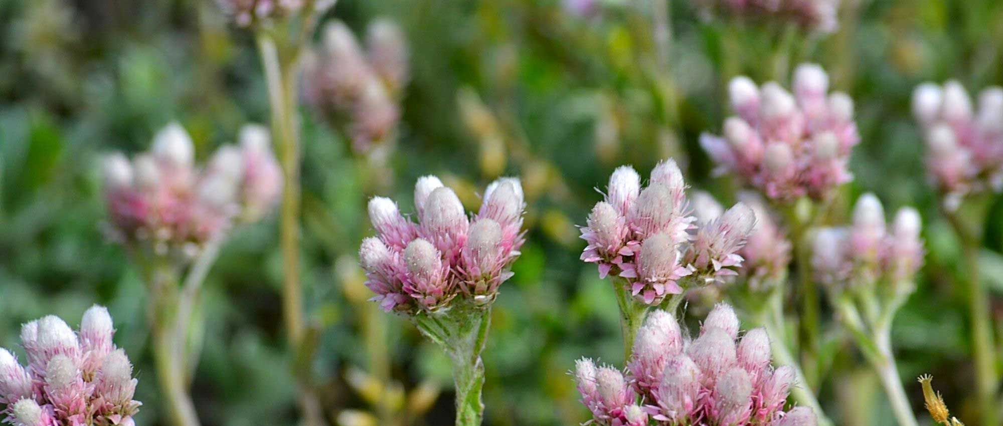 Antennaria: plantar, cultivar y cuidar