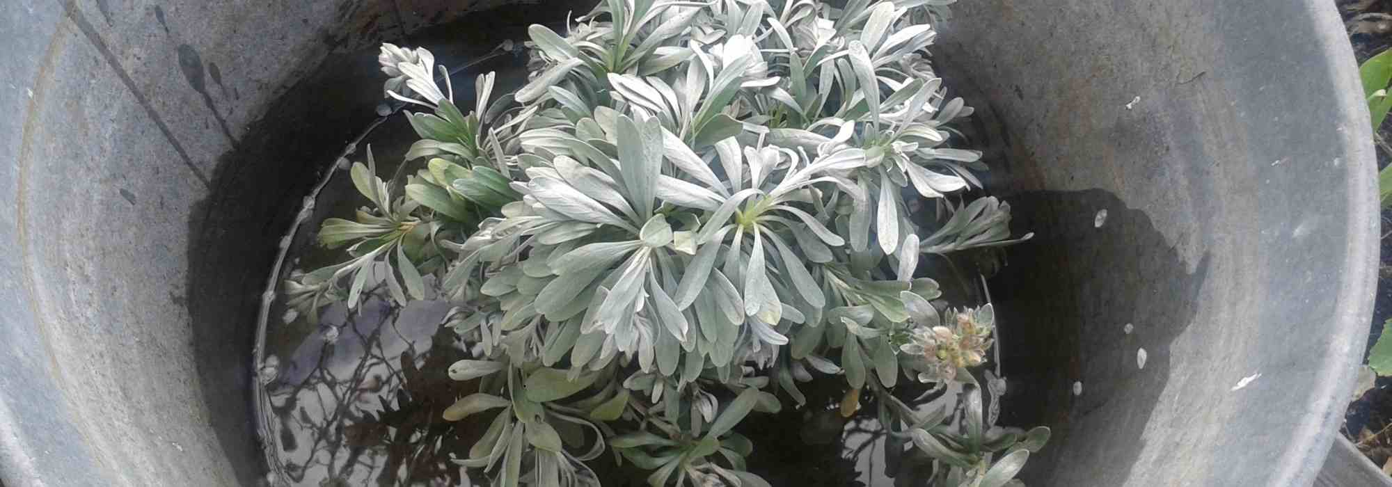 Pulverizar una planta