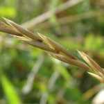 ¿Cómo deshacerse de la grama?