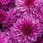 Cultivar un crisantemo en maceta