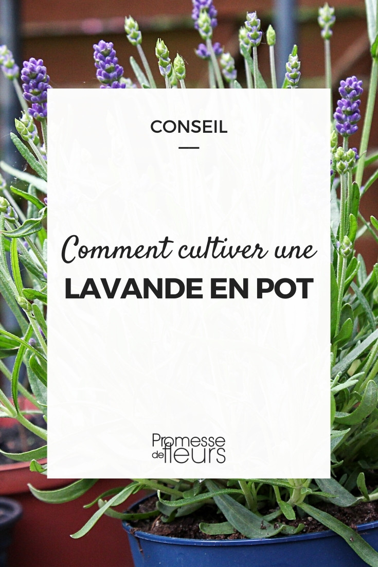 Cultivar lavanda en maceta