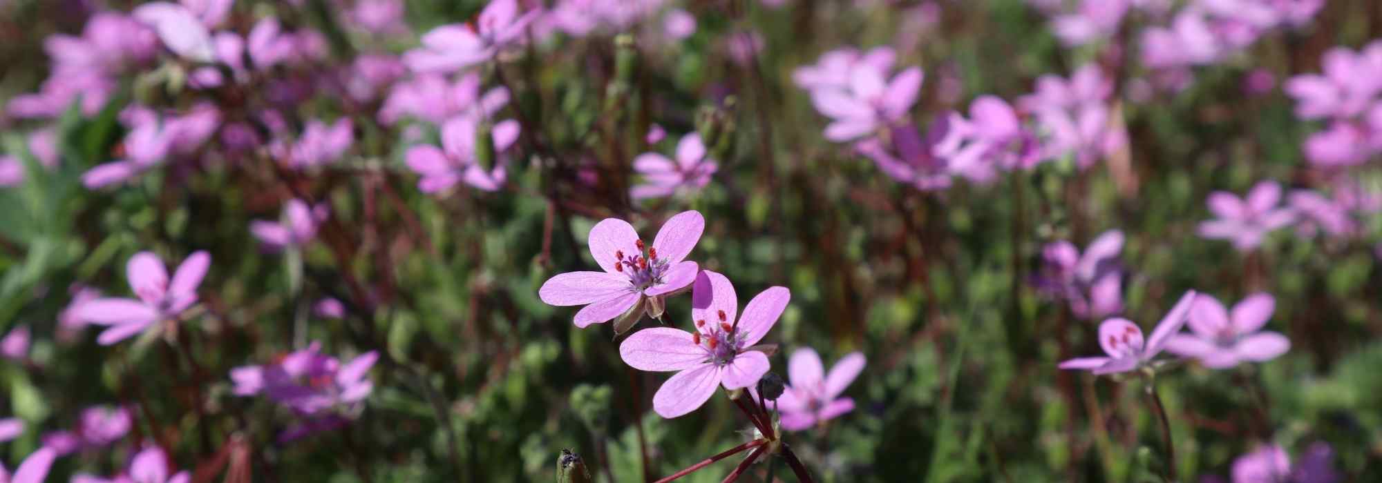 Erodium, geranio vivaz: plantación, cultivo y cuidados