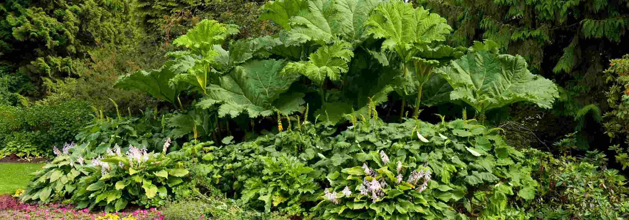¿Cómo acertar con un macizo de follaje?