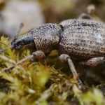 ¿Cómo eliminar los otiorrincos?