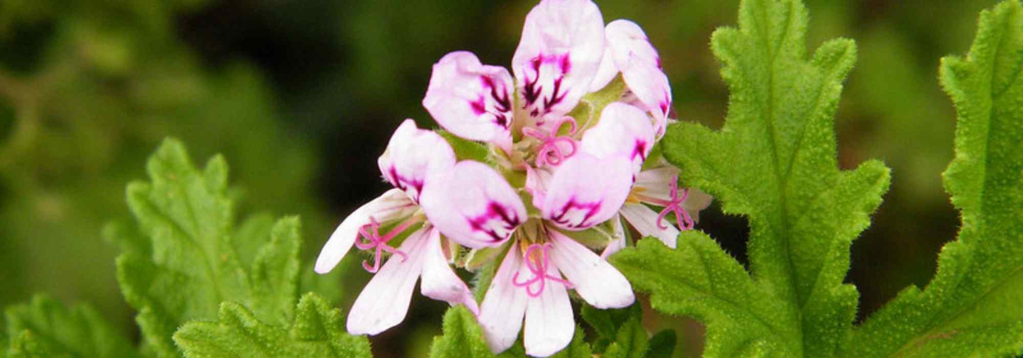 10 pelargonios de follaje aromático