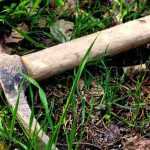 ¿Para qué sirve un pico?