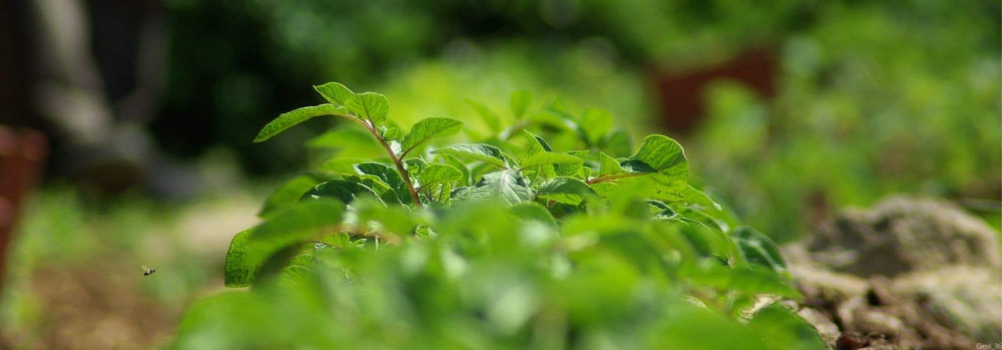 ¿Cuándo y cómo aporcar las patatas?