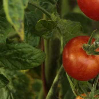 ¿Cómo hacer purín de tomate?