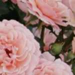 Las rosas de los artistas