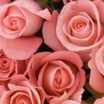 El perfume de las rosas