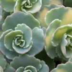 Sedum: 7 especies y variedades de plantas cubresuelos