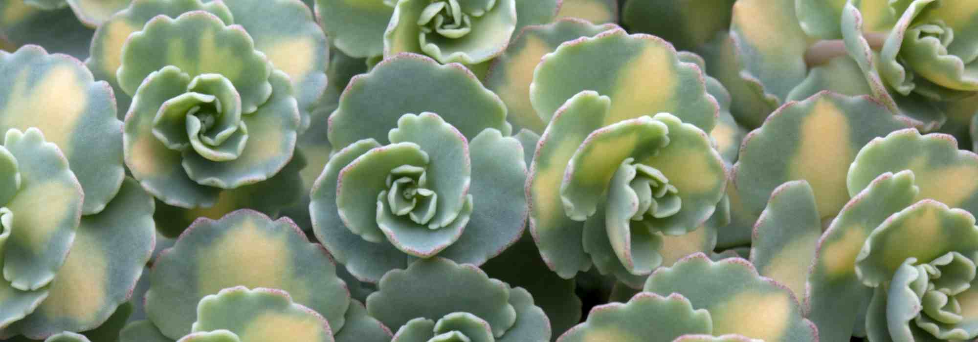 Sedum: 7 especies y variedades de plantas cubresuelos