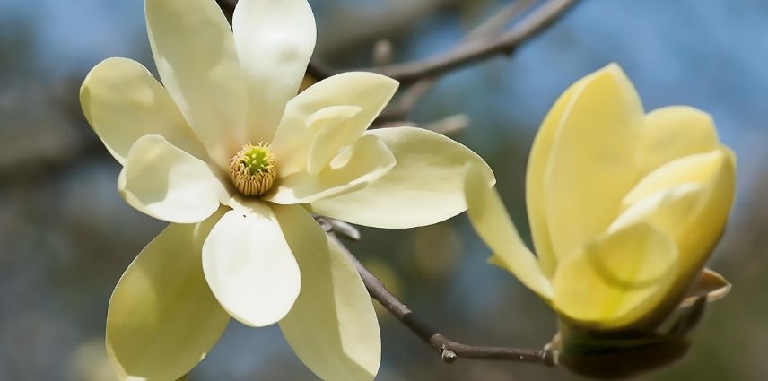 7 magnolios de flor amarilla