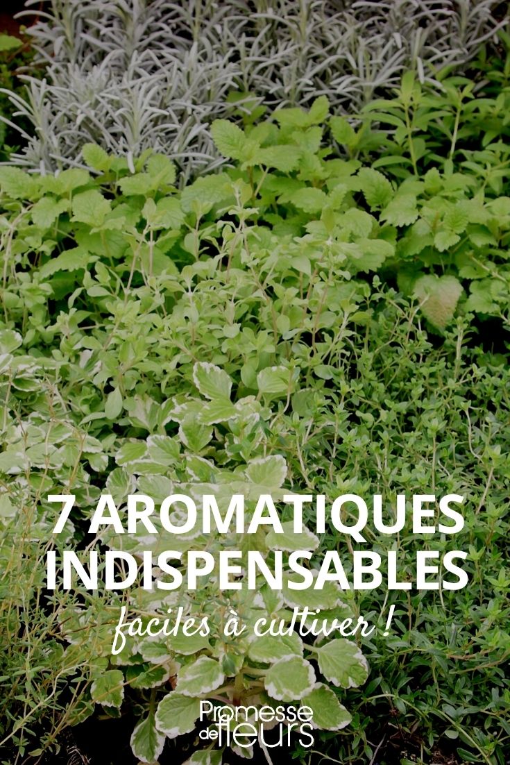 7 aromáticas indispensables