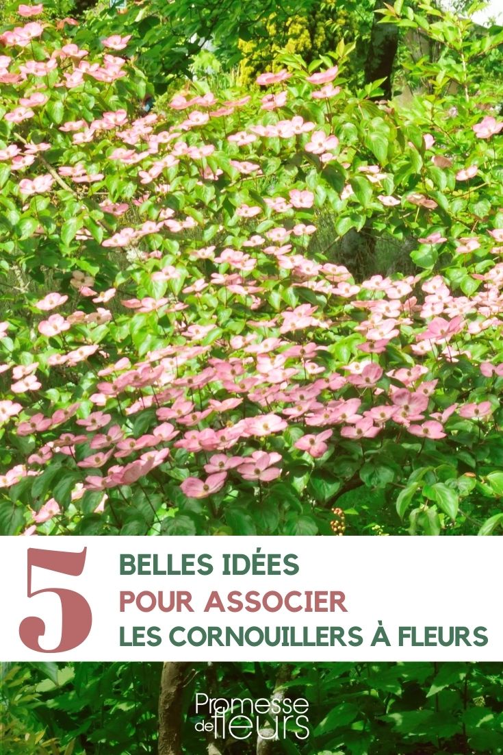 asociación de cornus con flores en el jardín