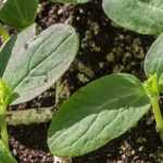 Calendario del huerto - abril