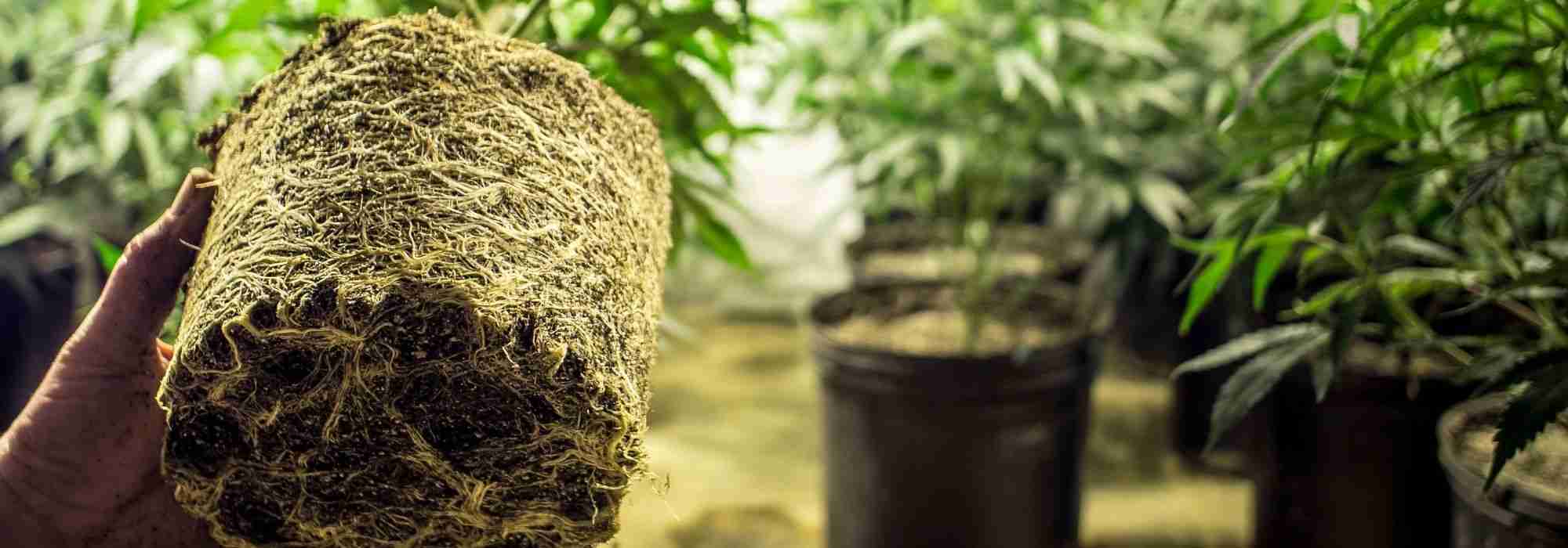 Espiralización de raíces