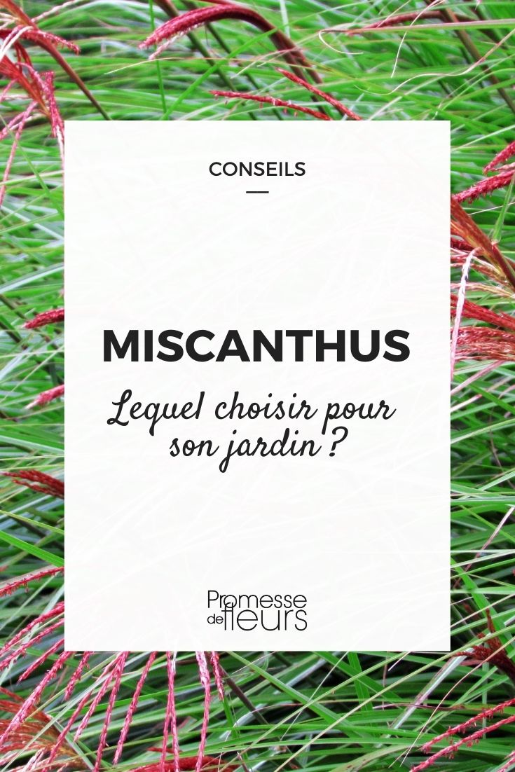 Miscanthus: guía de compra