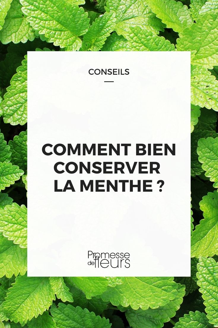 conservar la menta