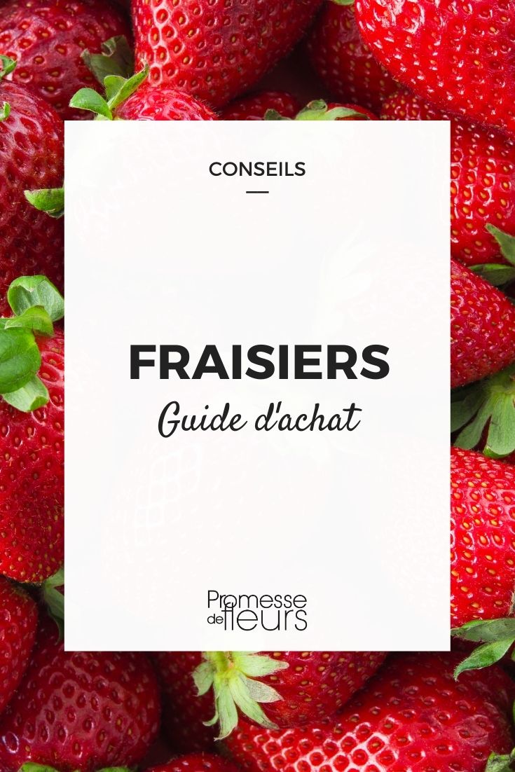 **Fresas: Guía de Compra**  

¿Te encantan las fresas y sueñas con cultivarlas en tu jardín o huerto? ¡Estás en el lugar correcto! En esta guía, te ayudaremos a elegir las variedades de fresas más adecuadas para tus necesidades, ya sea que busques frutas jugosas para disfrutar frescas, para hacer mermeladas o para decorar tus postres.  

### 1. **Variedades de Fresas**  
- **Fresas de junio**: Ideales para una cosecha abundante en primavera.  
- **Fresas de día neutro**: Producen frutos durante toda la temporada de crecimiento.  
- **Fresas alpinas**: Perfectas para macetas y pequeños espacios, con un sabor intenso.  

### 2. **Criterios de Elección**  
- **Sabor**: Desde dulces hasta ligeramente ácidas, elige según tu preferencia.  
- **Tamaño**: Algunas variedades producen frutos grandes, mientras que otras son más pequeñas pero igualmente deliciosas.  
- **Resistencia**: Opta por variedades resistentes a enfermedades si vives en zonas húmedas.  

### 3. **Consejos de Cultivo**  
- **Suelo**: Prefieren suelos bien drenados y ricos en materia orgánica.  
- **Luz**: Necesitan al menos 6 horas de sol al día.  
- **Riego**: Mantén la tierra húmeda, pero evita el encharcamiento.  

### 4. **Cuidados Especiales**  
- **Protección contra plagas**: Usa mallas o remedios naturales para proteger tus plantas.  
- **Poda**: Elimina las hojas secas y los estolones para favorecer la producción de frutos.  

Con esta guía, estarás listo para disfrutar de fresas frescas y sabrosas directamente de tu jardín. ¡A cultivar! ????