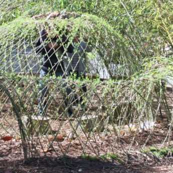 ¿Cómo hacer una cabaña de mimbre vivo?