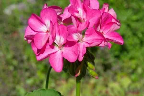Consejos para lograr una siembra exitosa de Pelargonium