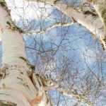 Las cortezas más bellas