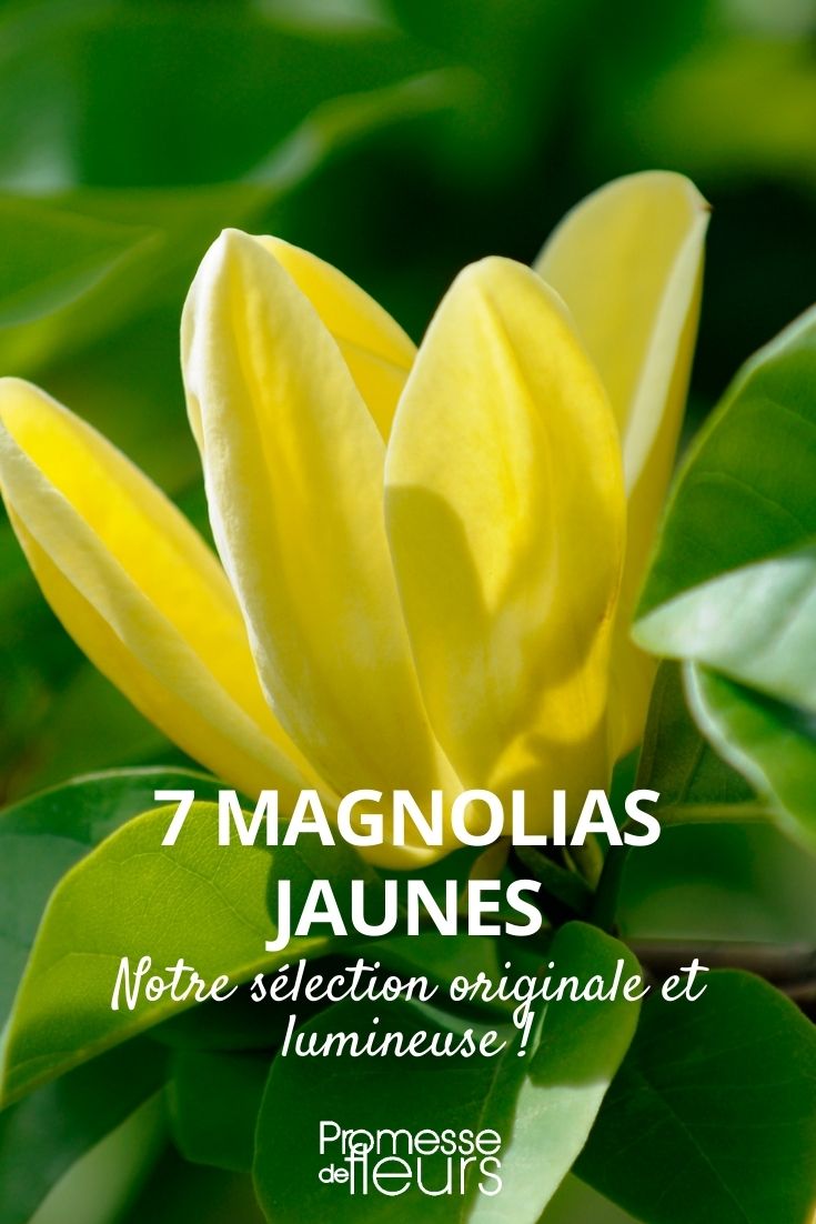 7 magnolios de flores amarillas