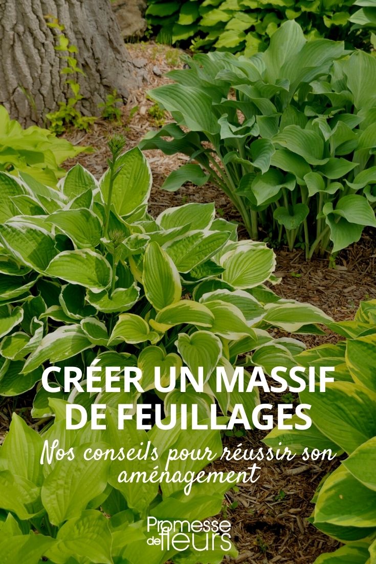 macizo de follajes decorativos