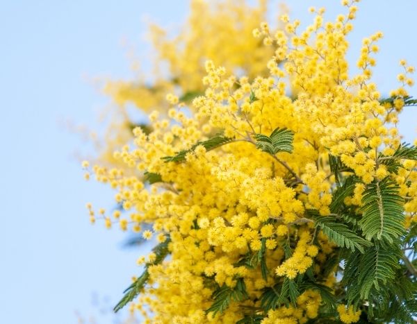 ¿Cómo secar mimosa?