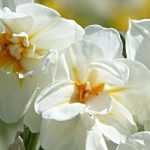 6 variedades de narcisos muy perfumadas