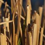 Cultivo en balas de paja