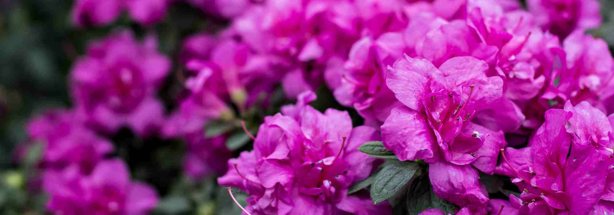 Cultivar una azalea en maceta