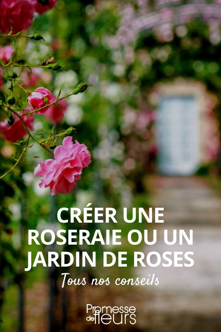 crear un rosaleda o un jardín de rosas