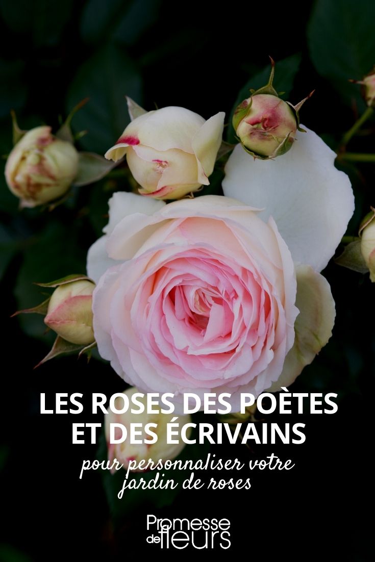 rosas literarias