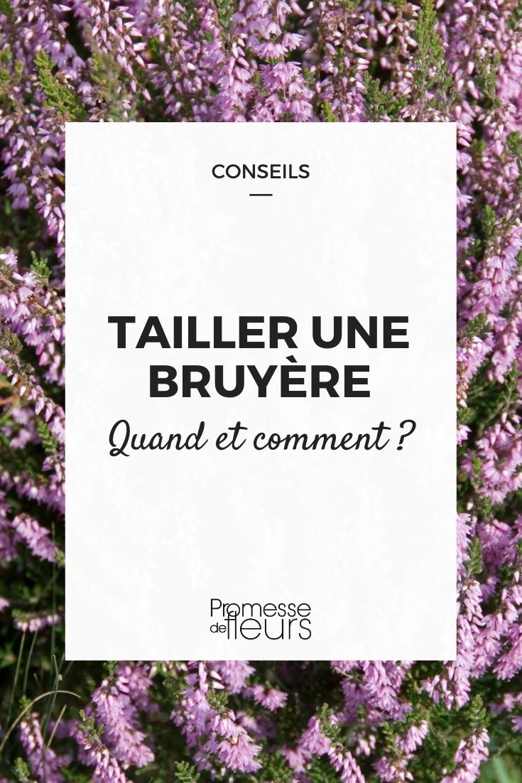 tamaño brezo **Cuándo y cómo podar un brezo**
El brezo es una planta resistente y decorativa que aporta un toque de color al jardín durante todo el año. Sin embargo, para mantener su forma y estimular su crecimiento, es esencial podarlo en el momento adecuado y de la manera correcta. Aquí te explicamos cuándo y cómo hacerlo.
### Cuándo podar el brezo
La época ideal para podar el brezo depende de su variedad:
1. **Brezo de invierno (Erica)**: Pódalo justo después de la floración, generalmente a finales de primavera o principios de verano. Esto permite que la planta tenga tiempo suficiente para desarrollar nuevos brotes antes del invierno.
2. **Brezo de verano (Calluna)**: Pódalo a principios de primavera, antes de que comience el nuevo crecimiento. Esto ayuda a mantener su forma compacta y a promover una floración abundante.
### Cómo podar el brezo
1. **Herramientas necesarias**: Utiliza unas tijeras de podar limpias y afiladas para evitar dañar la planta.
2. **Técnica de poda**:
- Elimina las flores marchitas cortando justo por debajo de las inflorescencias.
- Recorta ligeramente las ramas para mantener la forma deseada, pero evita cortar demasiado en la madera vieja, ya que esto puede dificultar el rebrote.
- Asegúrate de que la planta mantenga una forma natural y redondeada.
3. **Cuidados posteriores**:
- Después de la poda, riega la planta adecuadamente y aplica un poco de abono orgánico para estimular su crecimiento.
- Mantén el suelo ligeramente húmedo y bien drenado.
Siguiendo estos consejos, tu brezo se mantendrá saludable, compacto y lleno de vida, aportando color y belleza a tu jardín durante todo el año.