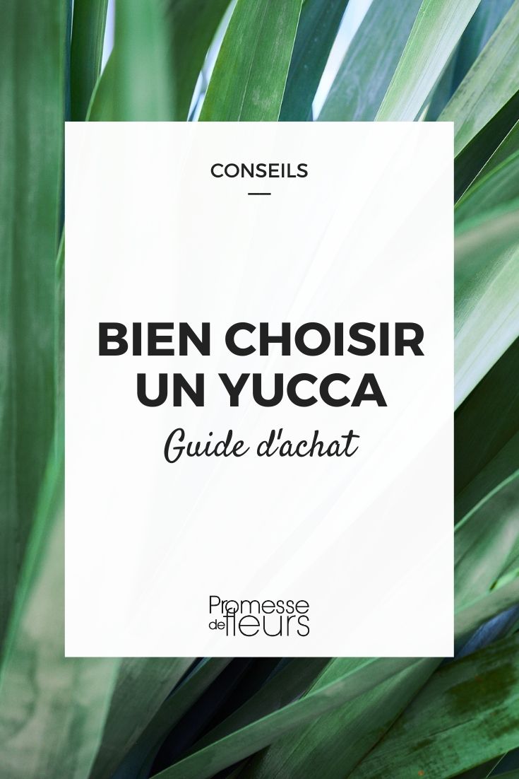 ¿Cómo elegir un yucca?