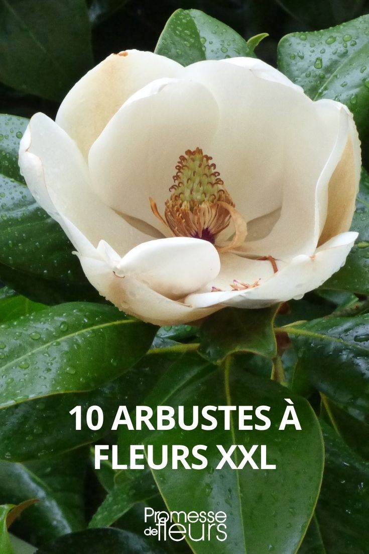 10 arbustos con flores grandes