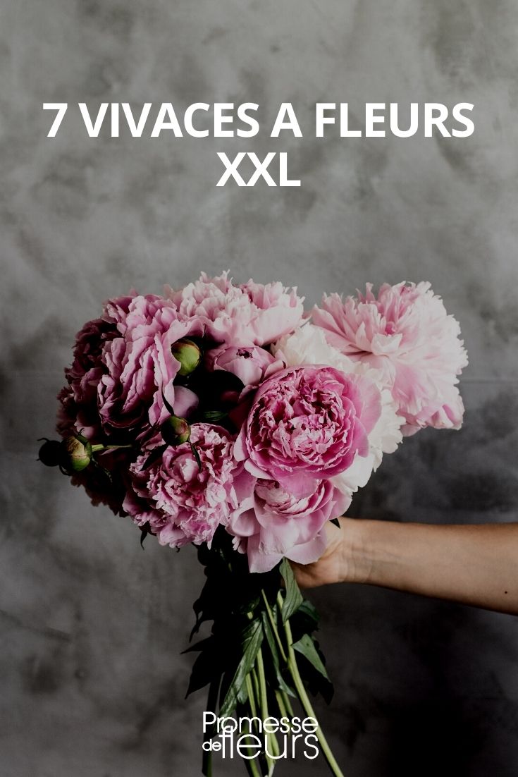 vivaces de grandes flores