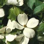 10 arbustos con flores XXL