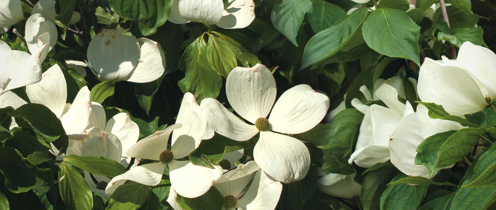 10 arbustos con flores XXL